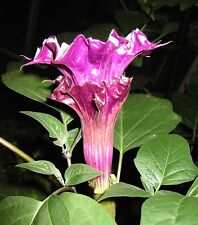 Datura teufelstrompete samen gebraucht kaufen  Pliezhausen