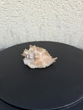 Murex chicoreus miyoko for sale  Shipping to Ireland