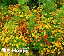 Signet marigold starfire for sale  DONCASTER