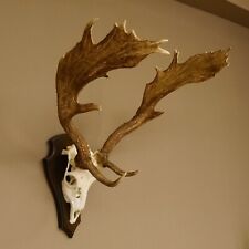Damhirsch kopf geweih gebraucht kaufen  Nagel