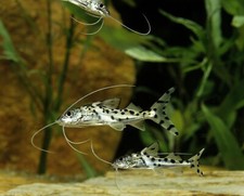 freshwater catfish for sale  Haslet