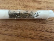 Fourmis messor barbarus d'occasion  Haute-Rivoire
