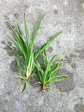 Lot live spider for sale  Kennett Square