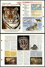 Siberian tiger 152 for sale  SLEAFORD