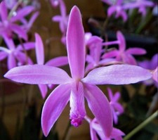 Laelia crispilabia pink for sale  San Francisco