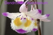 Dendrobium devonianum fragrant for sale  Bogalusa