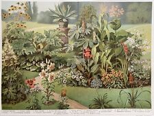 Riginalgrafik flora zierpflanz gebraucht kaufen  Berlin