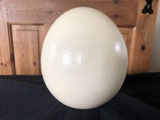 Blown ostrich egg for sale  ROSS-ON-WYE