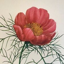 Redoute flowers paeonia for sale  Sahuarita