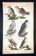 Merian hawk falcon d'occasion  Paris-