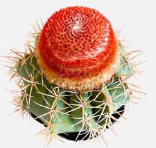 Melocactus matanzanus con usato  Napoli