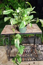 Monstera lechleriana variegate for sale  Hollywood