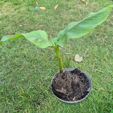 Organic edible banana for sale  SOUTHEND-ON-SEA