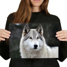White female wolf for sale  SELBY