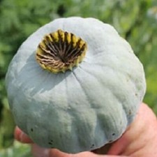 000 giant poppy for sale  Clearwater