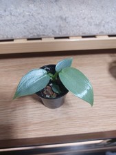 Philodendron silver sword. for sale  LIVERPOOL