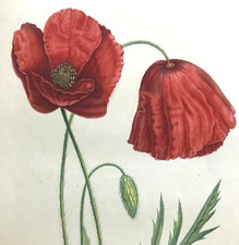 éd. corbeille fleurs d'occasion  Paris VI