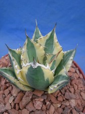 Agave titanota snaggle for sale  Tucson