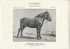 Stampa antica cavallo usato  Lecco