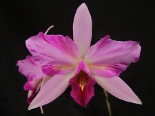 Laelia anceps lineata for sale  USA