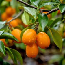 trees young lemon for sale  Ochlocknee