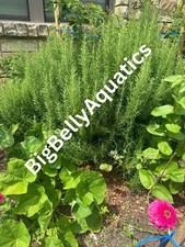 Rosemary cuttings 100 for sale  Olive Branch
