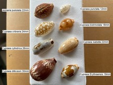 Seashells collection 8 for sale  NEWCASTLE UPON TYNE