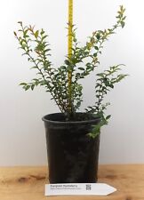 Evergreen huckleberry plant for sale  Albany