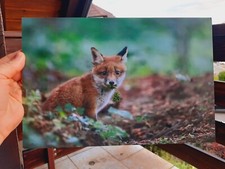 Photo animalière renard d'occasion  Sellières