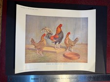 gamefowl for sale  NORTHAMPTON