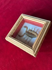 entomologia usato entomologia usato  Torino