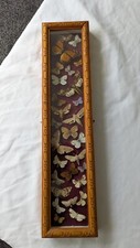 Vintage lepidoptery butterfly for sale  AYLESFORD