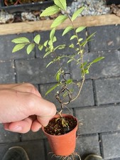 Chinese elm mini for sale  Wallkill