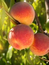 Red skin peach for sale  Grantsburg