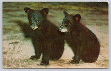 Black bear cubs for sale  Athens