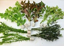 Teichpflanzen set bund gebraucht kaufen  Gelsenkirchen