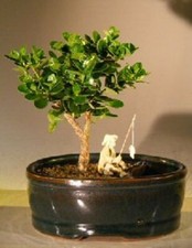 Flowering dwarf plum for sale  Patchogue