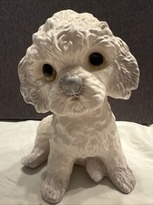 Rare large poodle for sale  Edwardsville