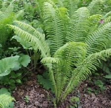 Shuttlecock fern plant for sale  NORTHWICH