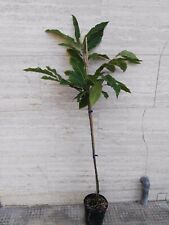 Alberi frutto castagne usato  Terlizzi