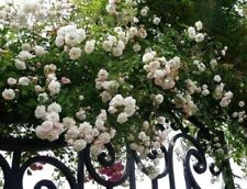 Semi rosa arrampicata usato  Reggio Calabria