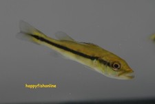 Temensis speckled peacock for sale  Raleigh