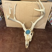 Wild whitetail deer for sale  Goldthwaite