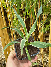 Yucca gloriosa veriegata gebraucht kaufen  Dortmund
