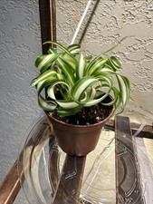 Bonnie curly spider for sale  Covina
