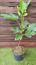 Ficus carica brown d'occasion  Perpignan-