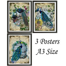 Peacocks posters wall for sale Peacocks posters wall for sale  ILKESTON