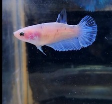 Live betta fish for sale  Loxahatchee
