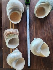 Hermit crab shell for sale  Murrieta