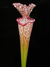 sarracenia leucophylla l30a giant 120cm huge carnivorous plant  adult rhizome na sprzedaż  Wysyłka do Poland